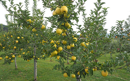 《家庭用》 葉とらずりんご シナノゴールド 約4.5kg 【四戸農園】 減農薬 有機肥料 F21U-370