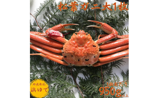 42K.■浜下商店■松葉ガニ大1枚〔浜ゆで〕