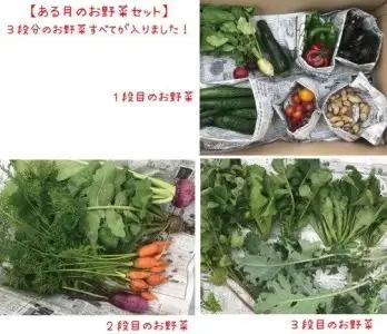 【5回定期便】お野菜セット かたもとオーガニックファーム 野菜