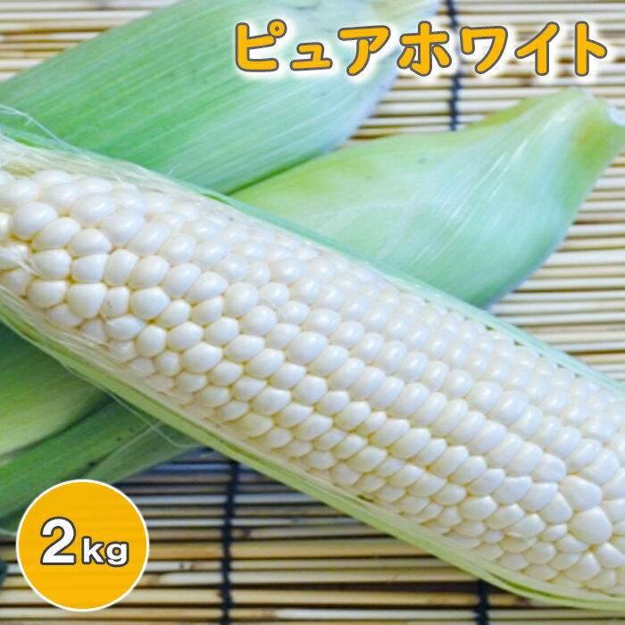 【ふるさと納税】〈早期予約！ 2025年7月中旬発送開始予定〉岩手県産 とうもろこし スイートコーン ピュアホワイト 約2kg ／ トウモロコシ コーン とうきび 白いとうもろこし 白色 旬野菜 夏野菜 生食 新鮮 農家直送 産地直送 おすすめ みうら農園 岩手県 八幡平市 送料無料