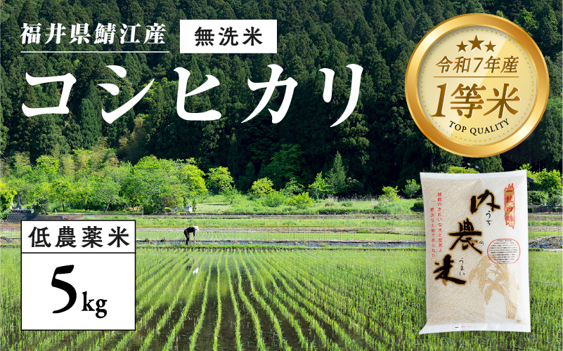 【令和7年産 新米！】【2025年9月下旬以降 順次発送予定】福井県産 内農米 コシヒカリ 無洗米 5kg