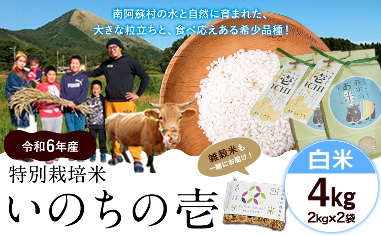 新米 令和6年産 特別栽培米 いのちの壱(白米) 4kg 2kg×2 雑穀米付き《30日以内に出荷予定(土日祝除く)》 熊本県 南阿蘇村 熊本県産 虹色のかば 白米 雑穀米---sms_inci6_30d_24_12000_h4kg---