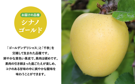 2025年5～6月発送!　シナノゴールド3ｋｇ贈答用　【そと川りんご園】りんご リンゴ 林檎 りんご 青森 平川市産 
