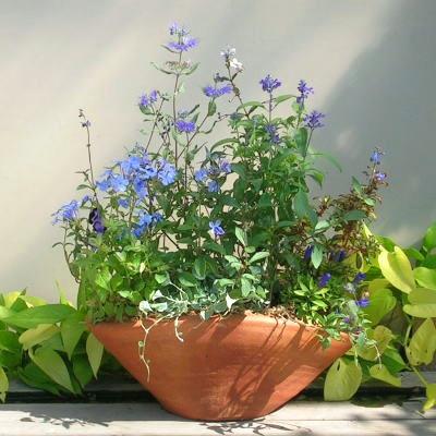 ふるさと納税 朝倉市 【母の日ギフト】ブルー・パープルの爽やかな色合いで統一、季節のお花寄せ植え |  | 02