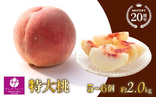
            特大桃 5～6個入り 約2.0kg 山梨一宮産の桃 朝採り 産地直送  088-001-oya　| もも 桃 先行 予約 マルサフルーツ 古屋農園 山梨 笛吹市 桃 笛吹市 もも 山梨 果物 フルーツ 新鮮 旬 発送 特大桃 2kg 有機 国産 もも 笛吹市 桃 高級 もも 果物 ピーチ 2025 発送 朝採り もも 朝採れ 桃 朝どれ モモ マルサフルーツ古屋農園 先行 |
          