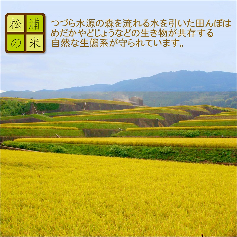 【令和6年産米】【3か月定期便】つづら水源の森を流れる水が育む松浦の米「ヒノヒカリ又はコシヒカリ」石倉の誉5kg×3回【C4-015】米 お米 ご飯 白米 定期便 松浦産 5キロ 長崎県 松浦市 コシ