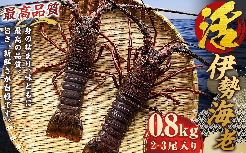 活 伊勢海老 (イセエビ) 2～3尾入り 800g 伊勢エビ エビ 海老 新鮮