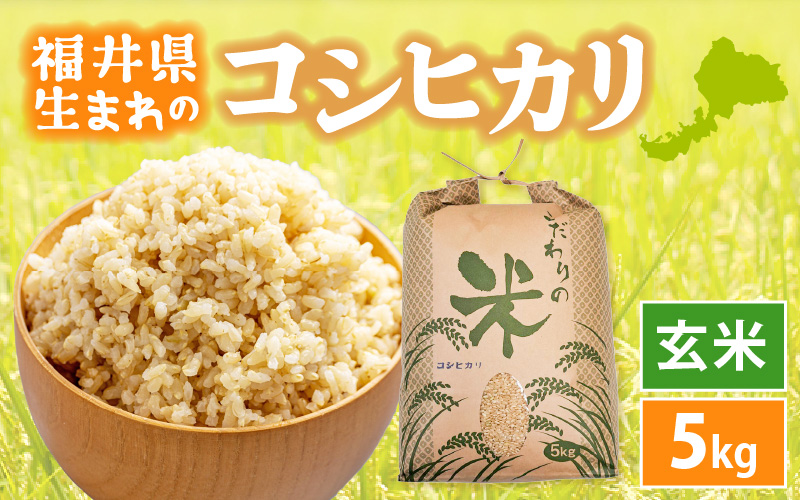 令和7年産 コシヒカリ 5kg 福井県産【玄米】【お米 こしひかり 5キロ 人気品種】 [e30-a096]
