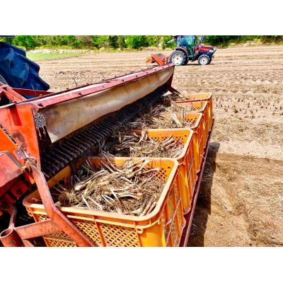 ふるさと納税 鳥取市 橋本さんちの生洗いらっきょう 1kg |  | 01