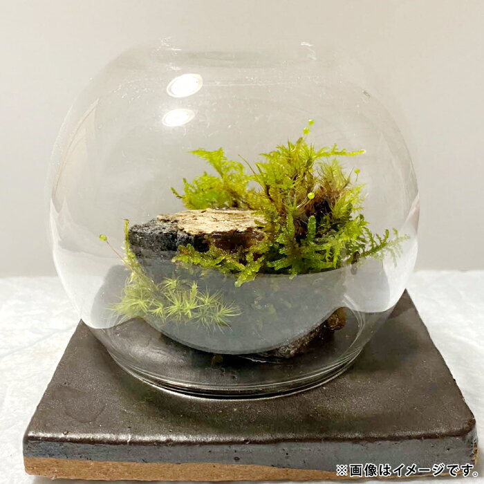 【ふるさと納税】苔のしずく【 苔 こけ テラリウム 飾り インテリア お洒落 唯一無二 自然 】