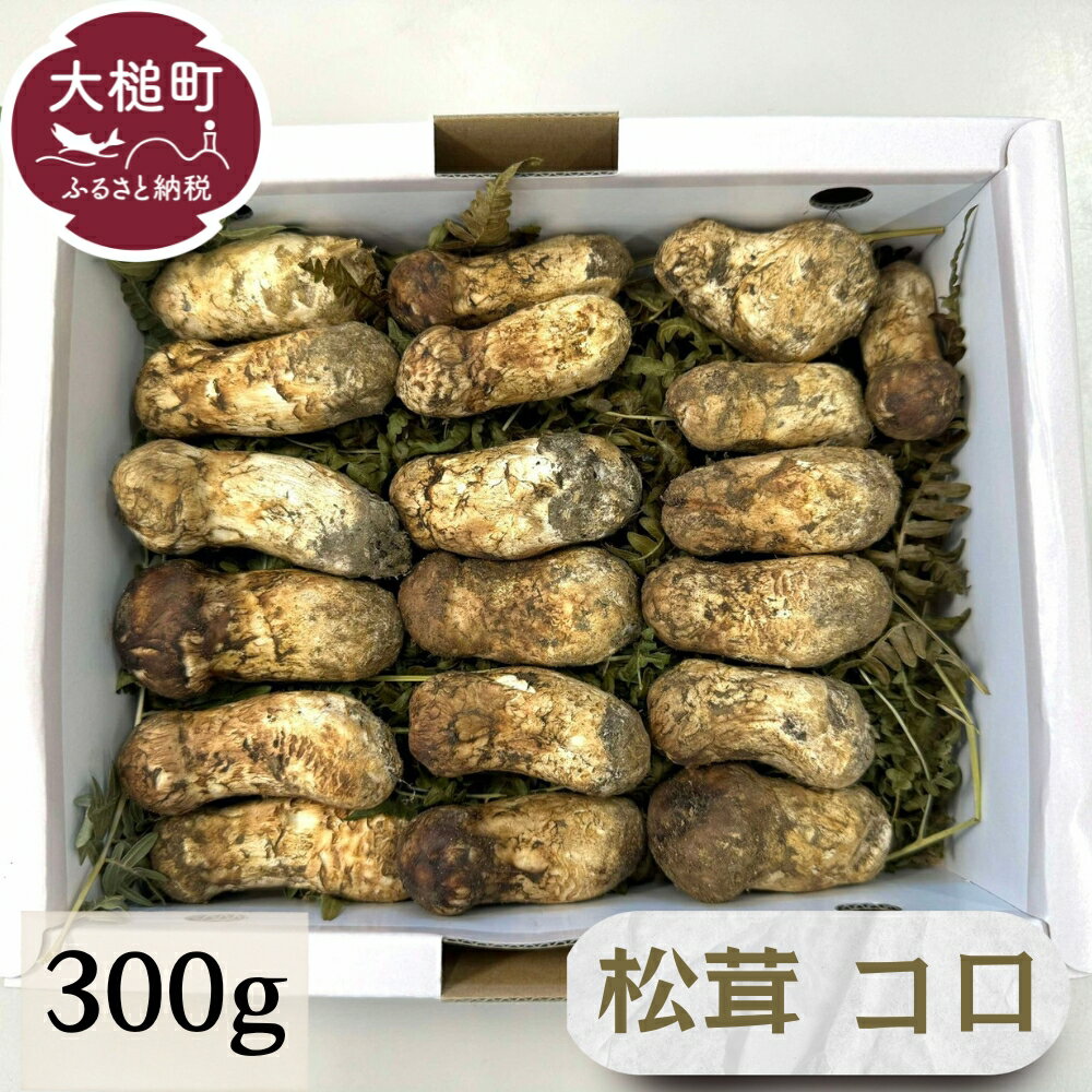 【ふるさと納税】《先行予約》【令和7年10月より発送】松茸 コロ (ミニサイズ1本約6cm) 300g