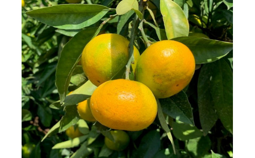 
極早生みかん 赤秀品 Lサイズ 5kg
