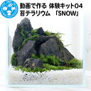 【ふるさと納税】動画で作る 体験キット04 苔テラリウム 「SNOW」