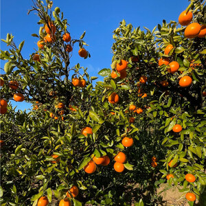 【先行予約】ブラッドオレンジ　タロッコ 5kg 【2月中旬～3月中旬発送】 柑橘 果物 フルーツ オレンジ みかん 松山市 愛媛県 【TF003_x】