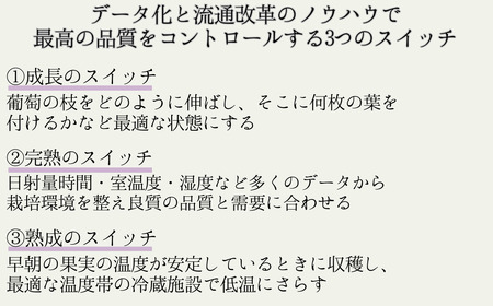 【2025年先行予約】ぶどう ナガノパープル 特秀品 加湿ハウス栽培 1房 ｜ ぶどう ぶどう ぶどう ぶどう ぶどう