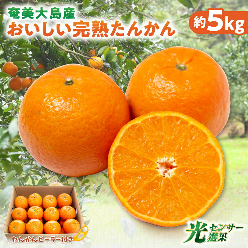 【ふるさと納税】【2026年先行予約】 奄美大島産 おいしい 完熟 たんかん 5kg 光センサー 選別 期間 数量 限定 予約 柑橘 みかん 果物 フルーツ 旬 甘い サイズ おまかせ 奄美大島 ピーラー付き フラスコ ふるさと納税 鹿児島 奄美市 おすすめ ランキング プレゼント ギフト