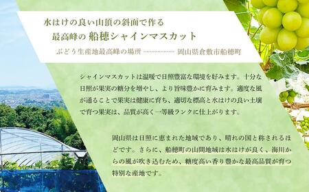 【定期便 全2回】2025年先行予約 プレミアム　シャイン　マスカット  晴王 2房 約1.4ｋg  2回定期便　９月・１０月に１回づつお届け　岡山県産　船穂産　赤秀品  種無し 皮ごと食べる フレッ