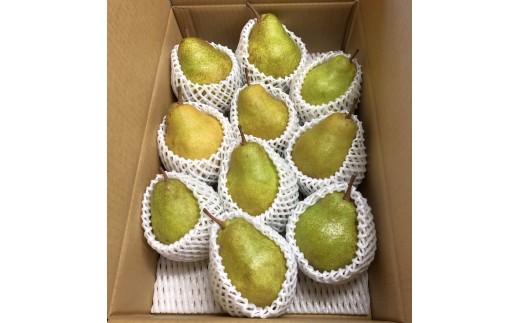 西洋梨（シルバーベル）５ｋｇ　ご家庭用　0065-2609