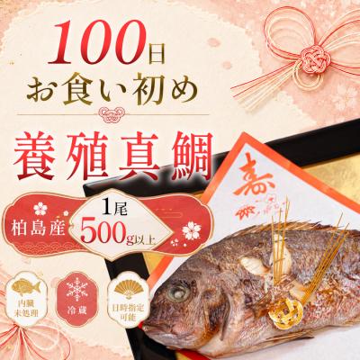 ふるさと納税 大月町 お食い初め 真鯛 1尾 500g以上 尾頭付き 鯛 のみ 1匹 真空パック 祝い鯛 100日祝い