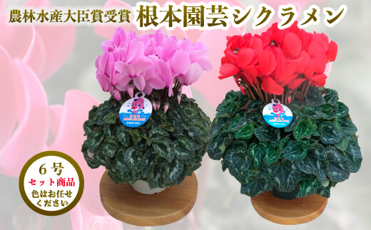 【2026年 先行予約】シクラメン 色おまかせ 6号×2鉢 | 根本園芸 【53850-011-04】