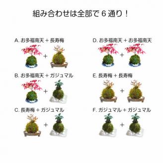 天然苔専門店 弥栄苔 選べる縁起物苔玉（２個セット） 観葉植物 こけ玉 長寿梅 南天 ガジュマル 盆栽 苔盆栽 天然 ハイゴケ 敬老の日 【1315】