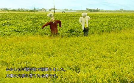 佐賀県大和産「ひのひかり」5kg 米 農家直送：B170-034