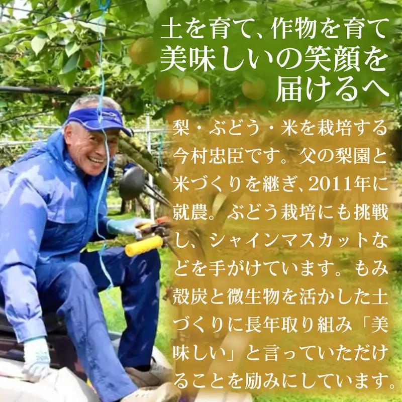 くまさんの輝き ブランド米 熊本県産 くまさんの輝き【5kg】【定期便12ヶ月】