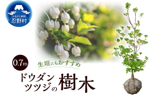 植木　ドウダンツツジ　0.7ｍ