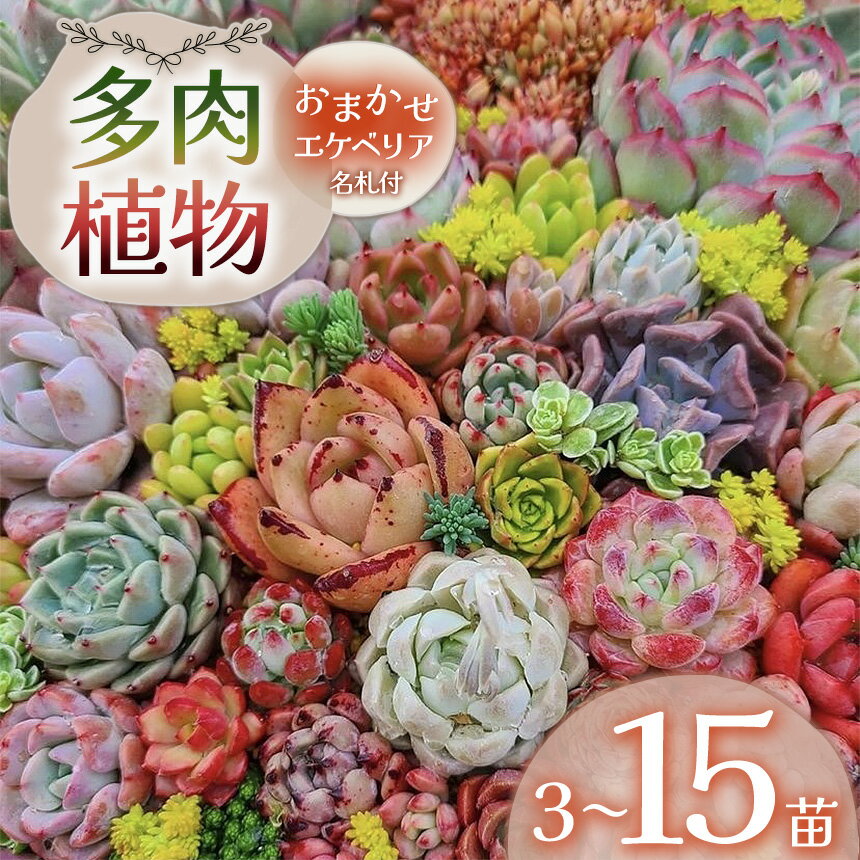【ふるさと納税】多肉植物 名札付 おまかせ エケベリア 3苗～15苗| 選べる容量 多肉 植物 国産苗 抜き苗 初心者向け 育てやすい 観葉植物 インテリア プレゼント ギフト おしゃれ 彩り グラデーション 丈夫 簡単ケア おうち時間 癒し 栃木県 下野市
