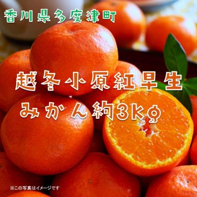 ふるさと納税 多度津町 『越冬小原紅早生みかん』約3kg【令和9年1月頃より発送!】【B-33】