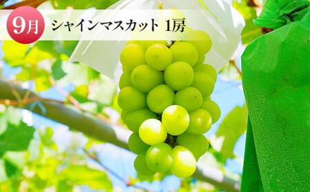 定期便 6月 佐藤錦 500g 8月 桃 6玉～9玉 9月 シャインマスカット 1房【令和8年発送】 FSY-2194