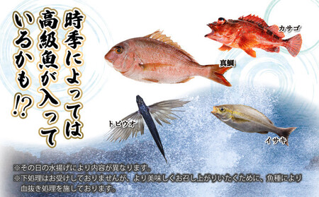 KU070 【先行予約】宮崎県串間産 朝獲れ鮮魚セット計約3～4kg(4～5種)  【豊漁丸】【KU070】