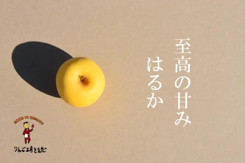 先行予約 はるか2.5kg 樹上完熟りんご 盛岡プレミアムブランド認証 りんご工房きただ RKK004