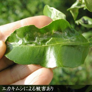 【先行予約】《訳あり》 3年生苗温州ミカン（品種おまかせ）［地中ポット苗］自家栽培 人気 庭木 果物 柑橘類 シンボルツリー 庭作り 実がなる木※2025年10月中旬以降順次発送予定※北海道・沖縄・離