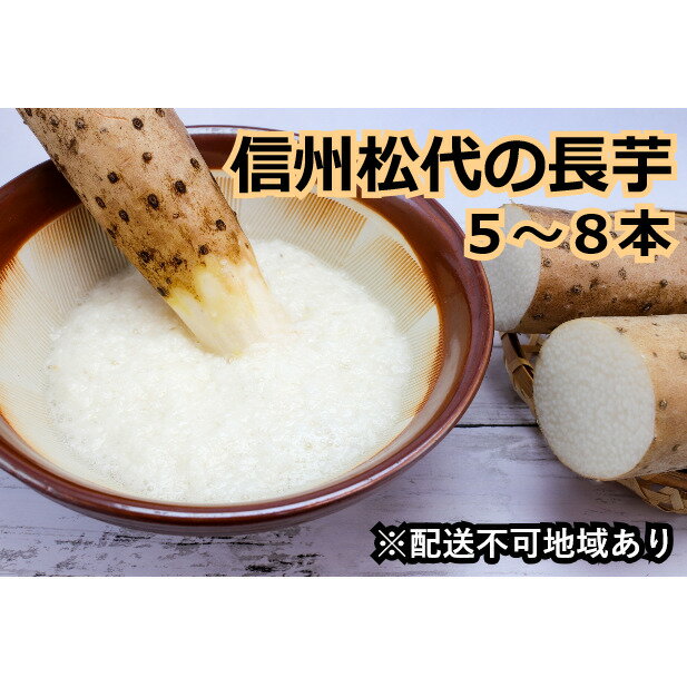【ふるさと納税】信州松代の長芋　調理しやすい食べきりサイズ5～8本入り 野菜 根菜 　お届け：2024年11月20日～2025年8月31日
