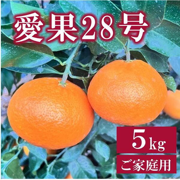 【ふるさと納税】愛果28号 5kg ご家庭用 紅まどんなと同一品種 農園直送 先行予約 【12月中旬から順次発送予定】 愛媛 数量限定 愛媛県産 人気 柑橘 伊予市 | B256