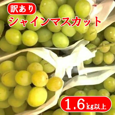 【ふるさと納税】【2026年発送分 先行予約】【訳あり】徳用シャインマスカット(1.6kg以上) 　 訳アリ 訳あり品 シャイン マスカット ぶどう ブドウ 葡萄 徳用 家庭用 ご家庭用 旬 新鮮 くだもの 果物 フルーツ 山梨 やまなし 富士川町