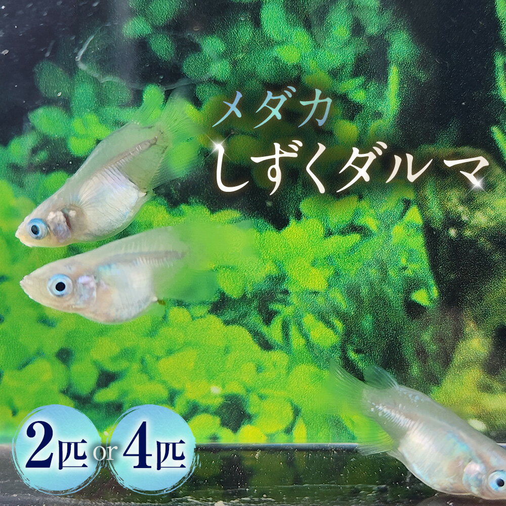 【ふるさと納税】＜選べる匹数＞メダカ【しずくダルマ】 1ペア 2匹 / 2ペア 4匹 生体 メダカ めだか 観賞魚 さかな 魚 飼育 ペット 山梨県 中央市 送料無料