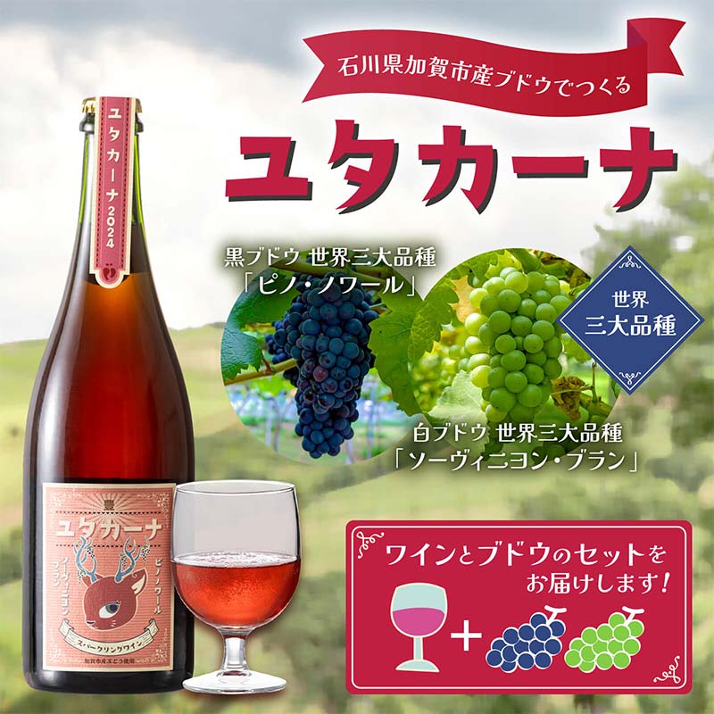 【ふるさと納税】飲みやすいロゼスパークリングワイン ユタカーナ（750ml）　赤白それぞれ世界三大品種のブドウ／ピノ・ノワール／ソーヴィニヨン・ブラン（各1房）セット スパークリング ぶどう ブドウ 葡萄 ワイン 酒 アルコール アルコール飲料 F6P-2526