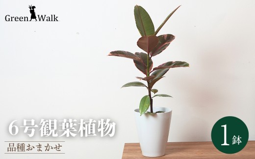 6号 観葉植物 1鉢 白陶器鉢植え 土植え 陶器鉢 鉢付 土 陶器 鉢セット 植物 グリーン インテリア 品種 品種おまかせ おまかせ ナチュラル お洒落 雑貨 愛知県 豊橋市