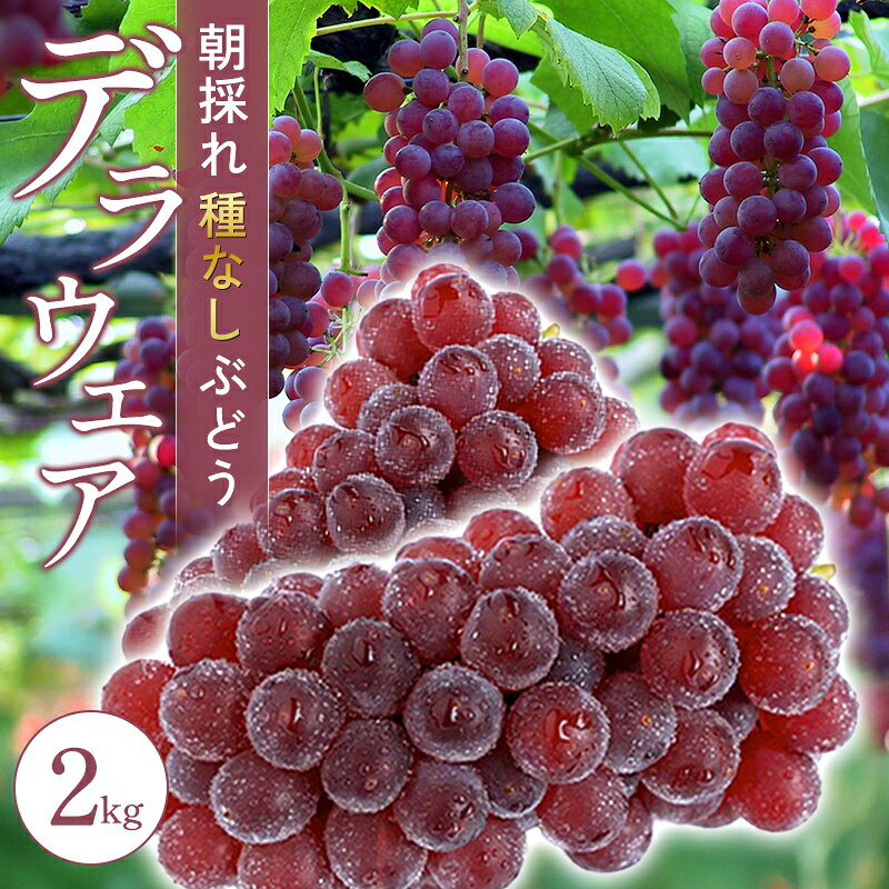 【ふるさと納税】朝採れ 種なし デラウェア 2kg ブドウ フルーツ 果物 期間限定 季節限定 くだもの 葡萄 ぶどう お土産 プレゼント 贈り物 ご褒美