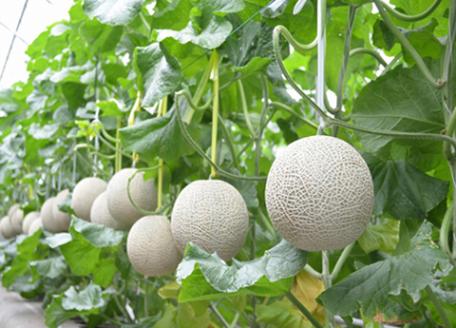 【C004・宮崎ブランドフルーツ】小林市産アールスメロン”めろめろメロン”　青肉2玉セット　3.8kg以上（果実 フルーツ メロン 2024 先行予約 人気 限定 宮崎 小林市）