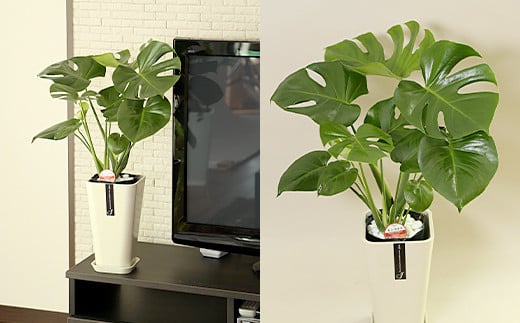 【3月上旬～10月下旬発送】モンステラ 6号 カラーポット 白 約60～70cm