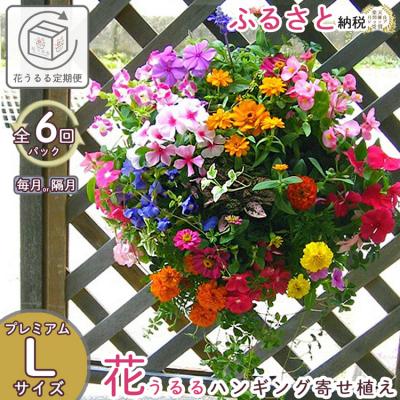 ふるさと納税 山口市 「花うるるのハンギング寄せ植え定期便〜プレミアムコース」【全6回】(半年〜1年間お届け) A059