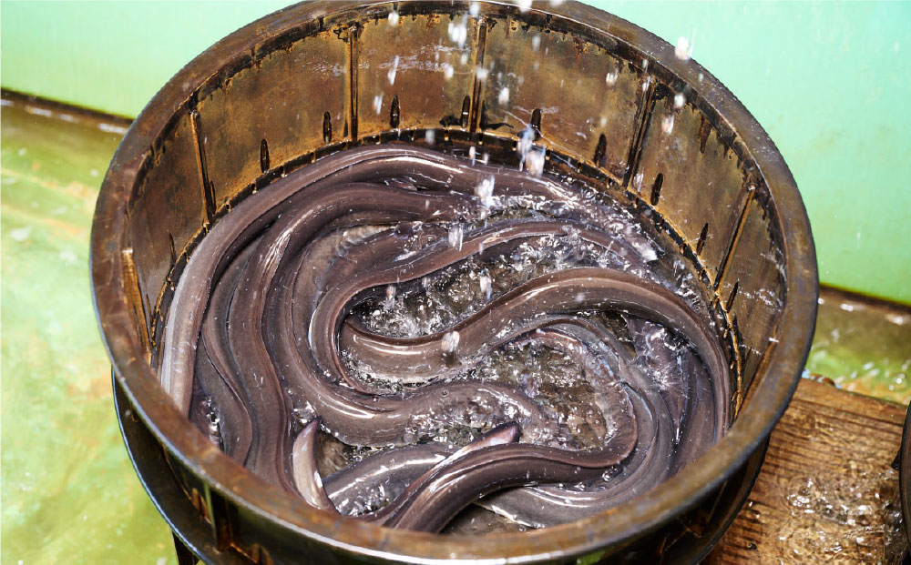 【職人手焼き】国産特大うなぎ白焼2尾(1尾あたり約170g前後)【国産 うなぎ 鰻 ウナギ 極上 白焼き 香ばしい 旨味 スタミナ 抹茶塩 山椒】(H097110)
