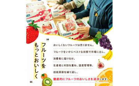 ＜先行予約受付中！2025年8月上旬～2025年10月中旬に順次発送予定＞いちじく とよみつひめ(約300g×4パック) ＜離島配送不可＞【ksg1229】【南国フルーツ】