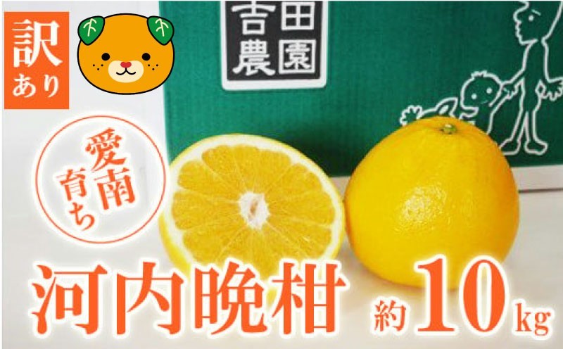 
                  訳あり 河内晩柑 10kg 12000円 みかん わけあり かわちばんかん 愛南ゴールド あいなん ゴールド 夏 文旦 和製 グレープフルーツ 家庭用 産地直送 国産 農家直送 期間限定 数量限定 ビタミン 健康 おいしい 特産品 ゼリー ジュース アイス 等に 人気  さわやか 甘い フルーツ 果物 柑橘 mikan 蜜柑 ミカン 規格外 吉田農園 愛媛 新居浜
                