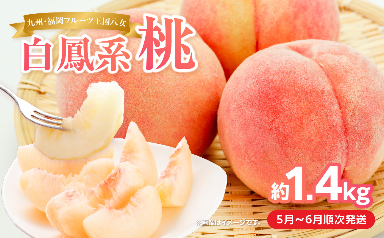 【2025年5月下旬〜6月発送】九州・福岡フルーツ王国八女から直送！桃 約1.4kg＜配送不可：北海道・沖縄・離島＞ 桃 もも モモ フルーツ くだもの 果物 白鳳 1.4kg 産地直送 ジューシー 家庭用 自宅用 家族団らん デザート スイーツ作り 福岡県 八女市