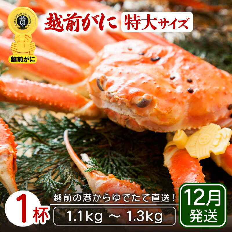 【ふるさと納税】≪浜茹で≫越前がに 特大サイズ × 1杯（1.1〜1.3kg）地元で喜ばれるゆで加減・塩加減でお届け！【雄 ズワイガニ ずわいがに 越前ガニ 姿 ボイル 冷蔵 福井県】【12月発送分】希望日指定可 備考欄に希望日をご記入ください [e23-x016_12]