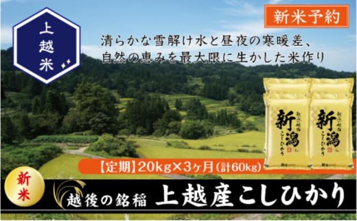 令和7年産 先行予約 新潟県上越産こしひかり 精米 20kg 3か月定期便 上越市 米 コメ コシヒカリ